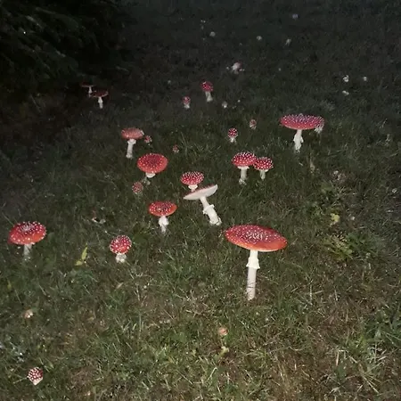 Alojamento de Acomodação e Pequeno-almoço Sunrise