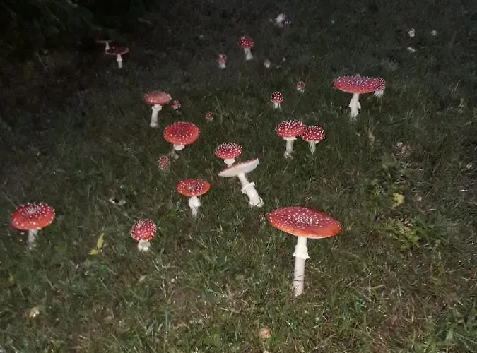 לינה וארוחת בוקר Sunrise